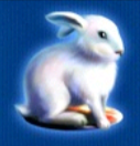 Символ игрового автомата Silver Fox Заяц